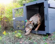 Wolves Thrive on Isle Royale as Moose Numbers Plummet, Study Finds