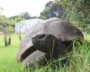World's Oldest Tortoise Jonathan Targeted by Viral Crypto Death Scam