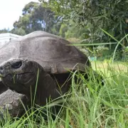 World's Oldest Tortoise Jonathan Targeted in Viral Crypto Death Scam