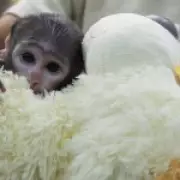 Yuji the Patas Monkey Clings to Stuffed Dog After Maternal Rejection at Zoo