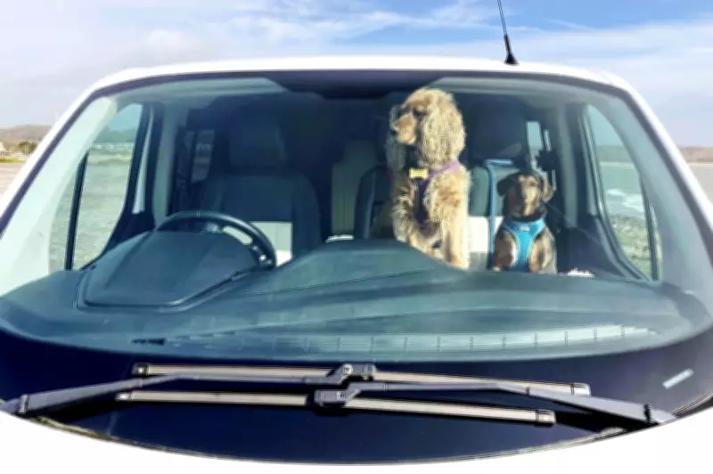1 in 6 Dog Owners Risk Pet's Life by Leaving Them in Hot Cars