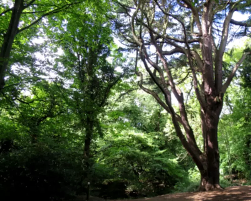 1951: Into the Woods on the Capital's Edge