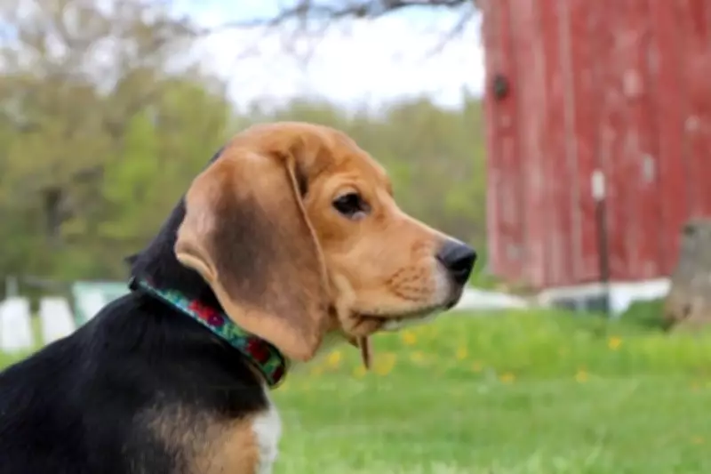 250 Beagles Rescued from Wisconsin Breeding Facility in Largest Dog Bust