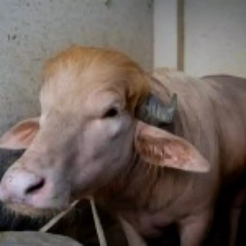 Albino Buffalo 'Donald Trump' Spared from Sacrifice in Bangladesh