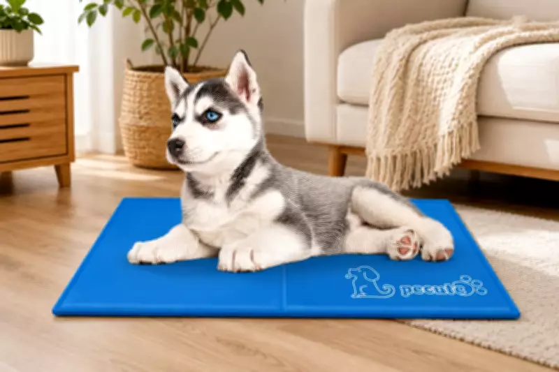 Amazon Self-Cooling Dog Mat: £16 Must-Have for Summer Walks and Heatwaves
