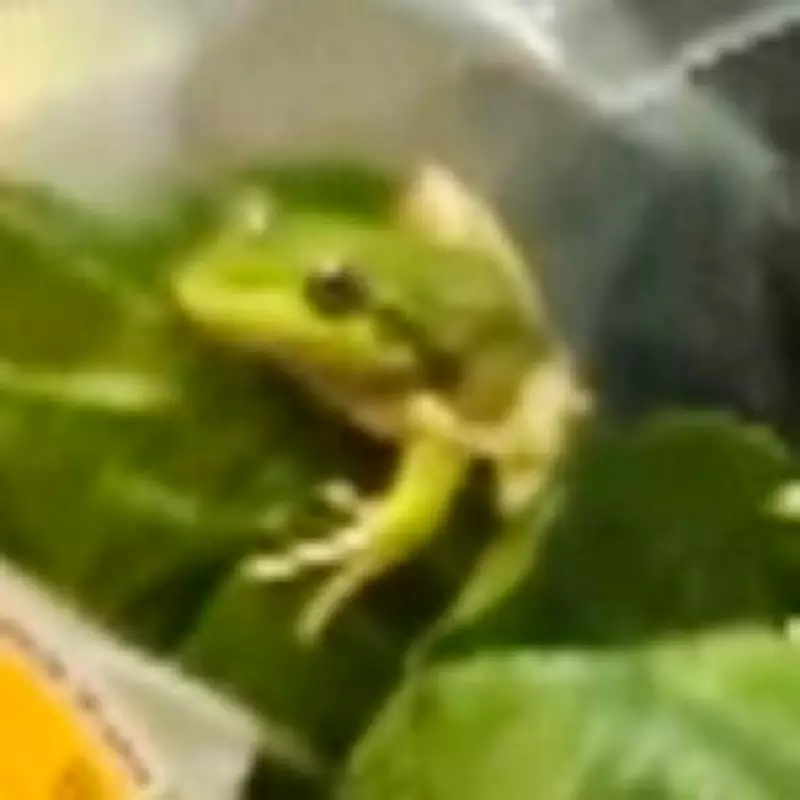 Australian Farmer Finds Live Frog in Bag of Lettuce, Releases It with Crazy Frog Song