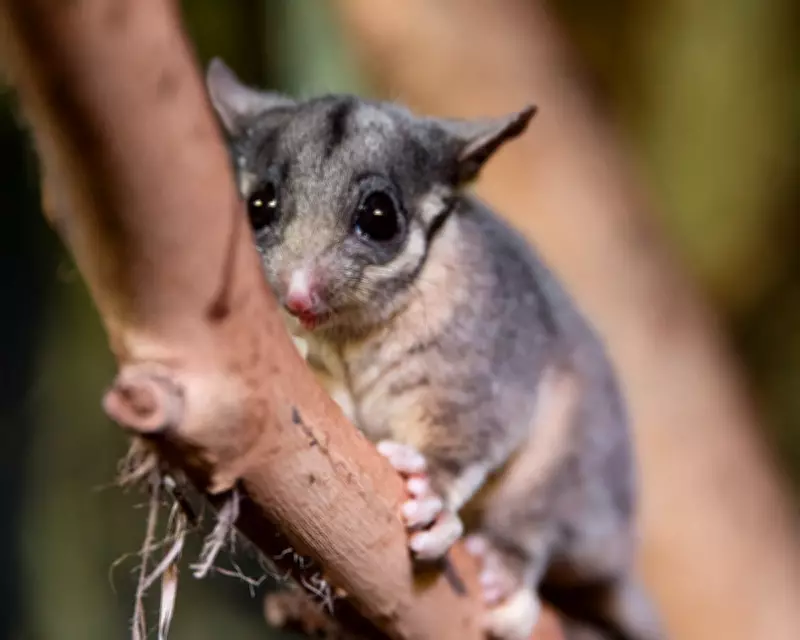 Australia's Threatened Species Protection Plan Faces Criticism as 'Watered Down'