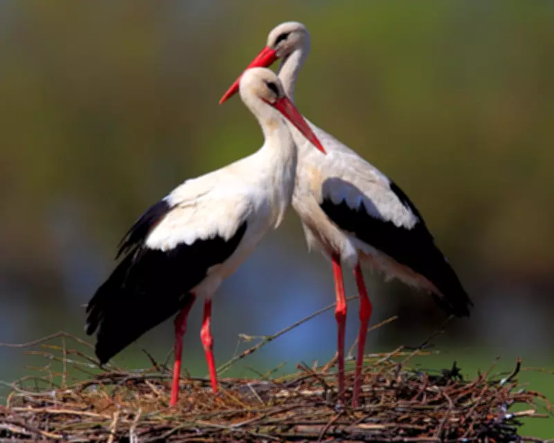 Biebrza Marshes: A Wildlife Wonderland and a Stark Reminder of UK Losses