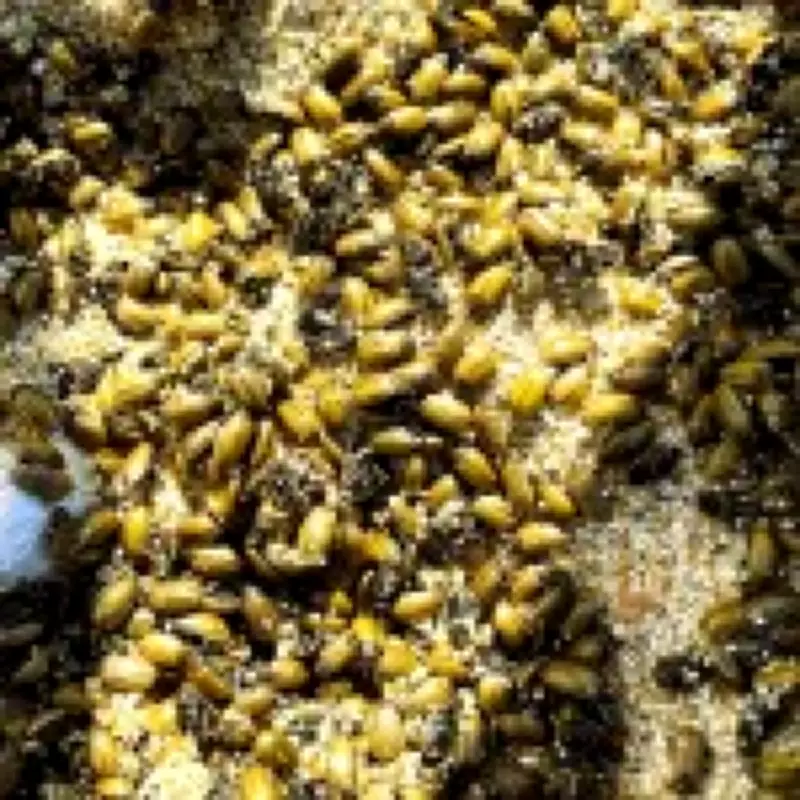 Billions of Dead Beetles Blanket Scottish Beaches in 'Astonishing' Invasion