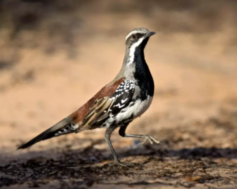 Birdwatch: Missing Breakfast to Meet a Copperback Quail-Thrush in Australia
