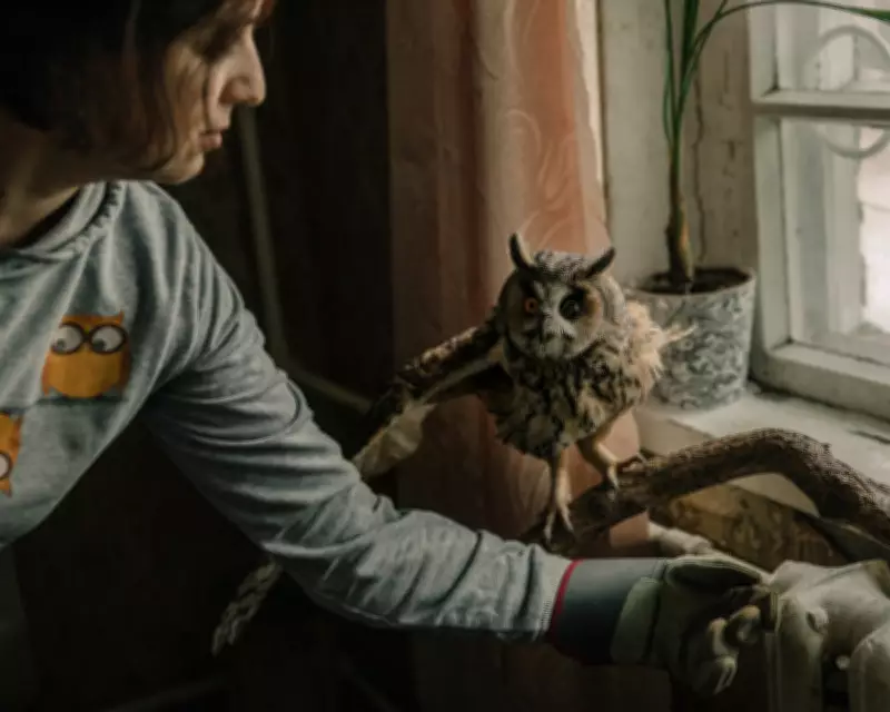 Blinded Owl Becomes Symbol of War's Toll on Ukraine's Birds