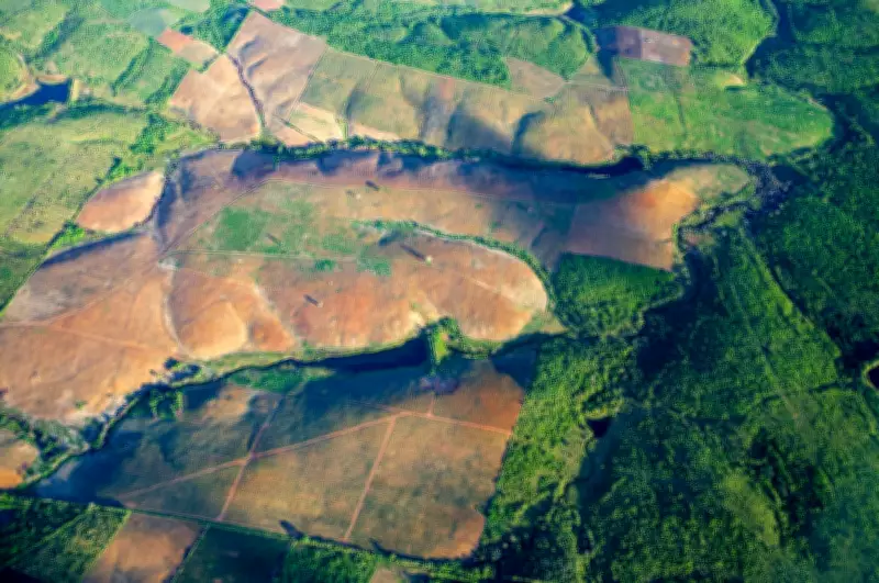Brazil's Atlantic Forest Records Lowest Deforestation in 40 Years
