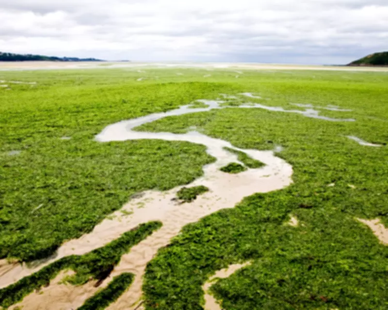 Brittany Family Wins Landmark Case Against French State Over 'Killer Seaweed' Death