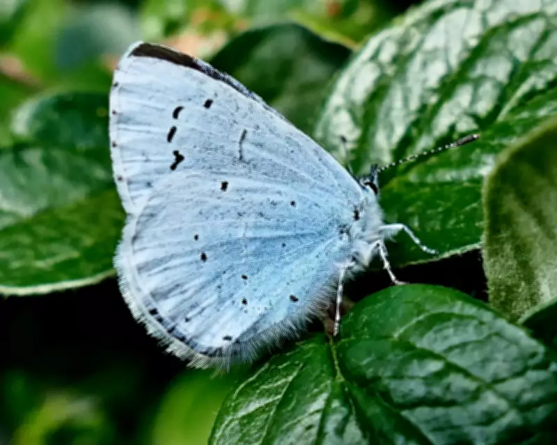 Butterfly Haven: Orange Tips and Holly Blues Thrive in Dorset
