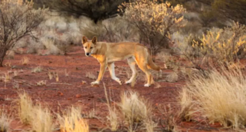 Calling Dingo Back to Country: Documentary Urges Coexistence Over Eradication