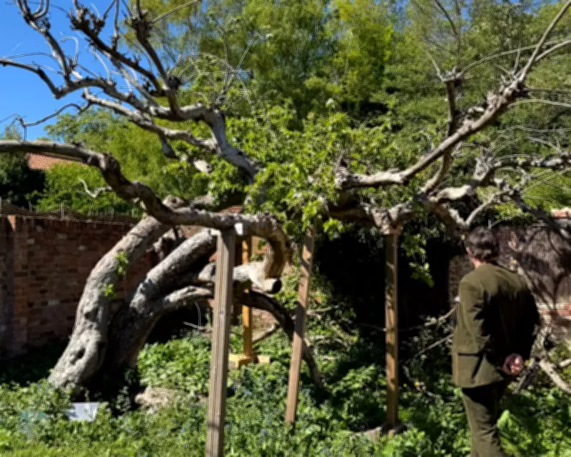 Campaign to Save Original Bramley Apple Tree for the Nation