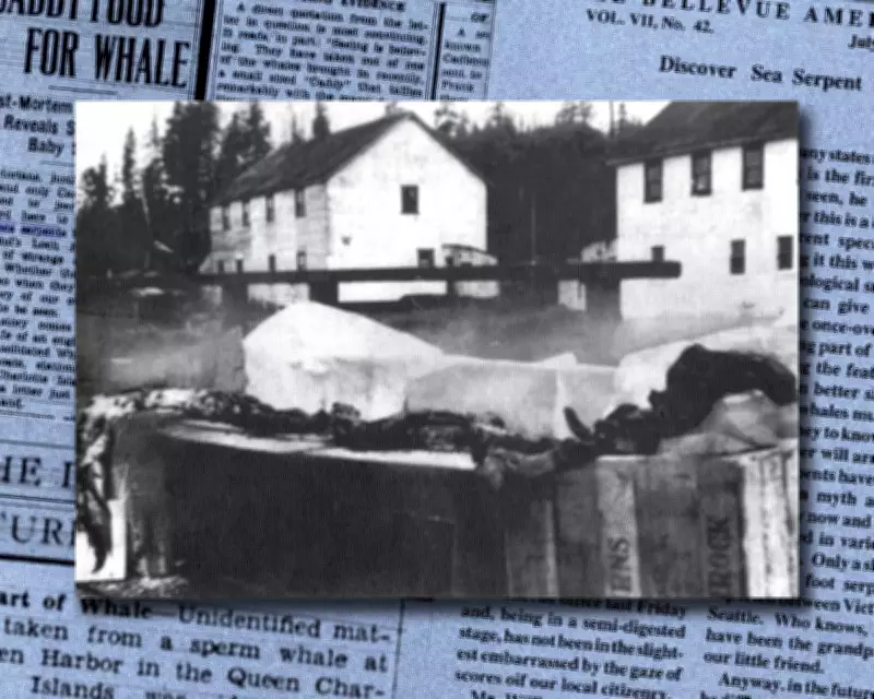 Canadian Marine Mystery: 1937 Carcass Still Divides Experts 90 Years On