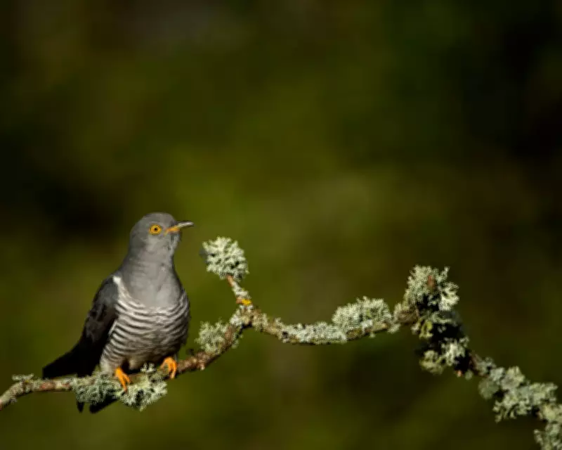 Charmed by the Unscrupulous Cuckoo at Murlough Nature Reserve