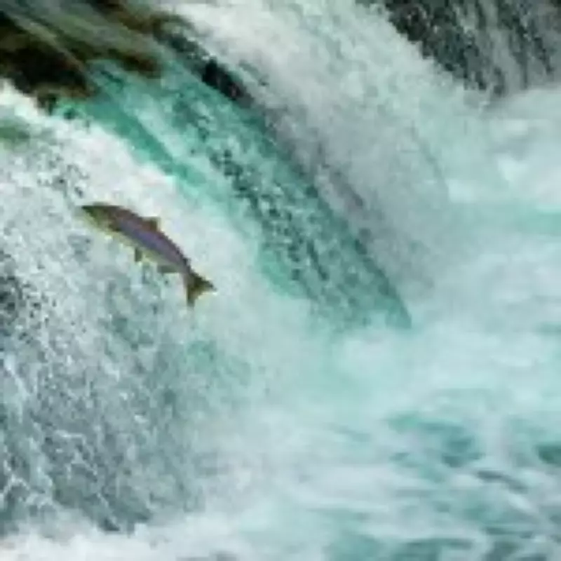 Chemical Spill Wipes Out Salmon in Scottish River Spey Tributary
