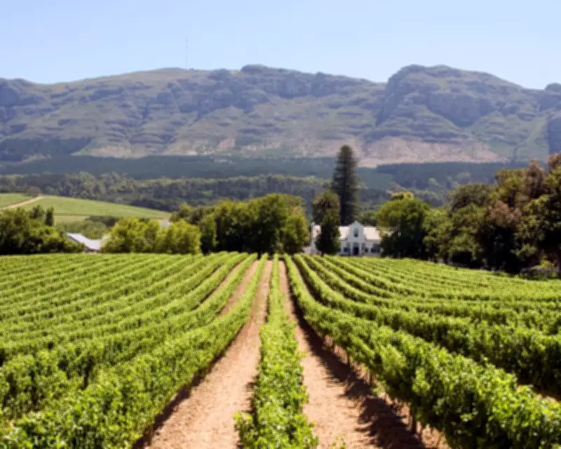 Chenin Blanc: The Chameleon Grape That's Captivating Wine Lovers Worldwide