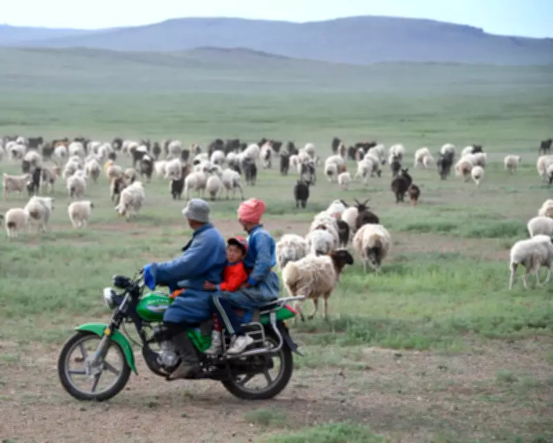 Chinese Shepherd Job Goes Viral: 700 Apply for Two Positions
