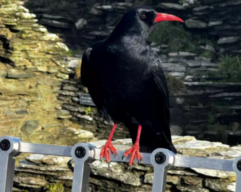 Choughs Return to Tintagel Castle, Tied to King Arthur Legend