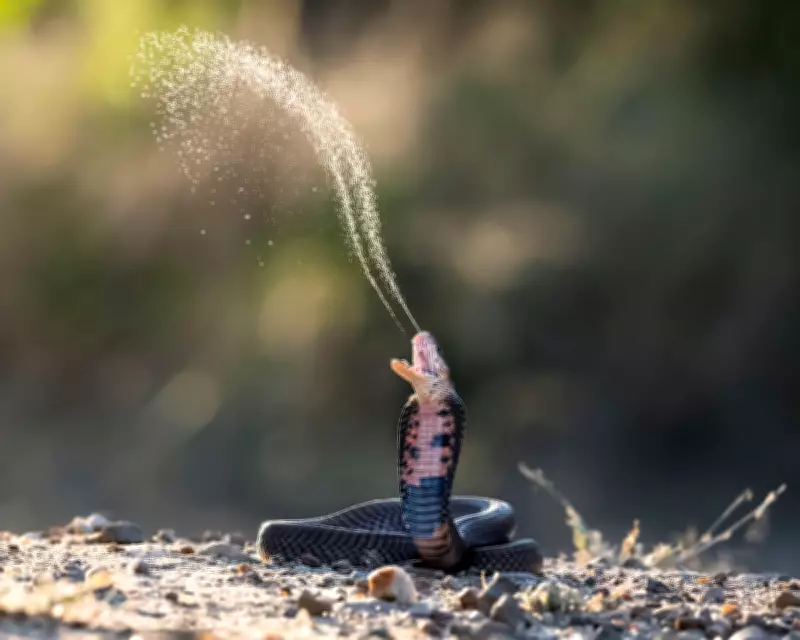 Climate Change to Increase Global Snakebite Risk, Study Warns