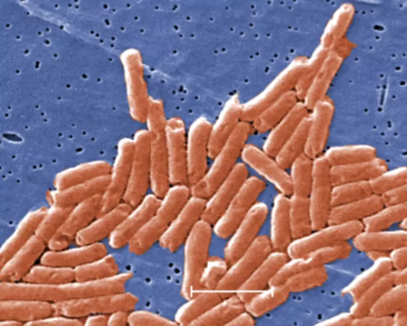 Climate Crisis Accelerates Antibiotic Resistance Globally, Salmonella Study Finds