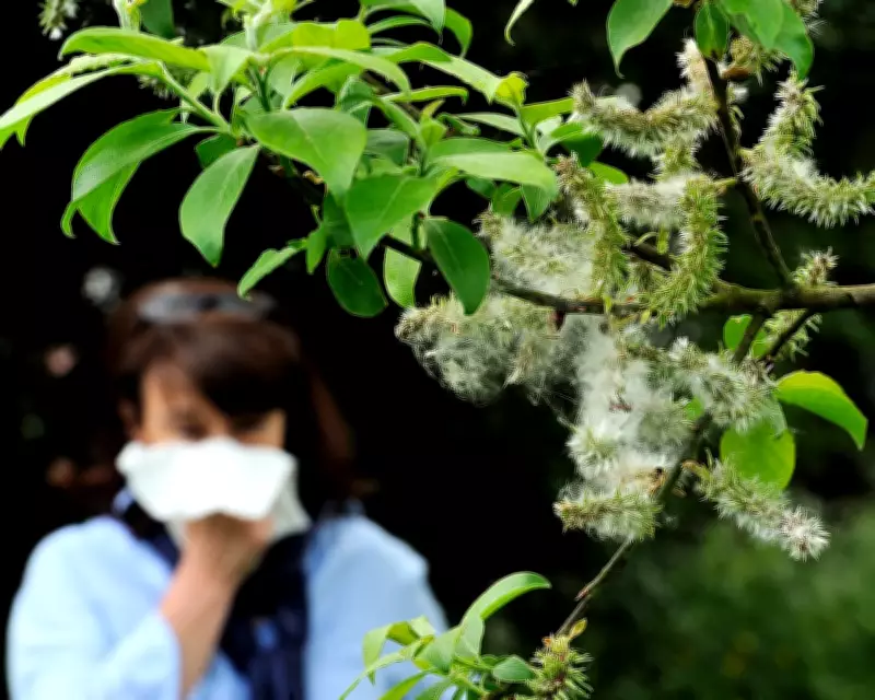 Climate Crisis Worsens Hay Fever: Pollen Season Lengthens Across Europe