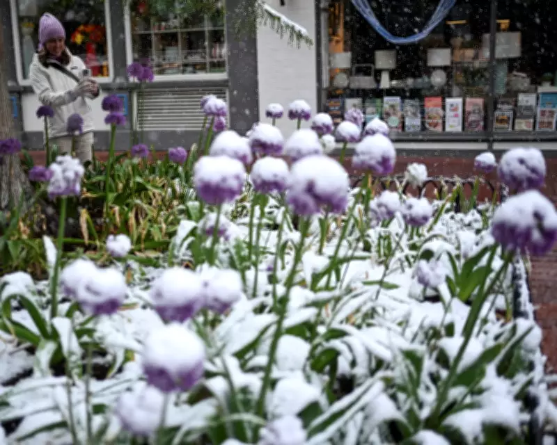 Colorado Rare May Snowstorm: Denver Hit by Spring Snow