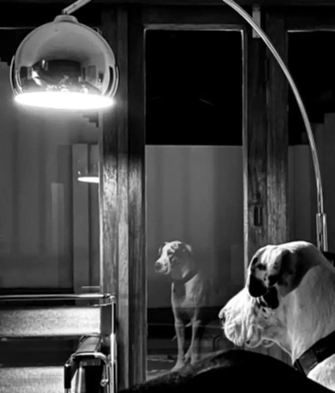 Contemplating Time and Memory: A Great Dane's Poignant Portrait