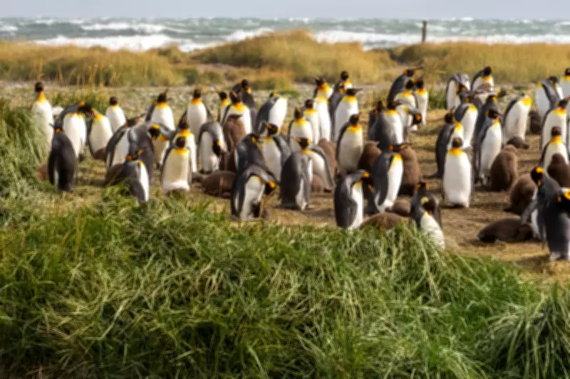 Continental King Penguin Colony Found in Chile's Useless Bay