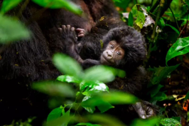 Counting Mountain Gorillas in Uganda: Newborns to Silverbacks