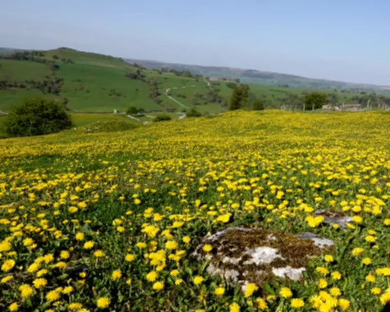 Country Diary: A Golden Spring for Buttercups and Dandelions in Derbyshire