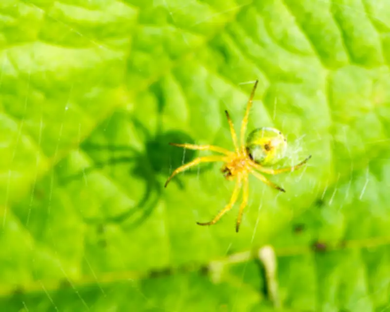 Country Diary: A Lesson in Camouflage from a Cucumber Spider