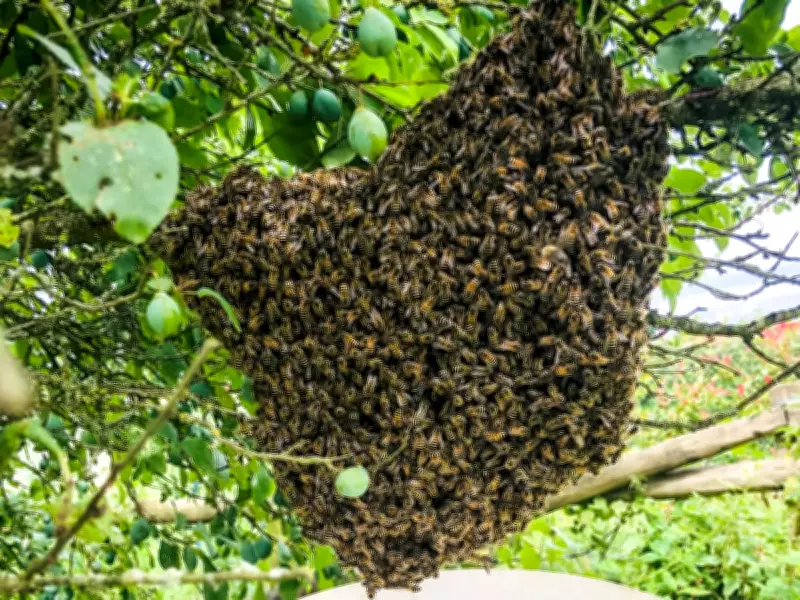 Country Diary: A Lucky Swarm of Honey Bees in a Kent Plum Tree