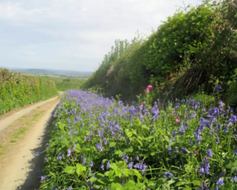 Country Diary: Bluebells Bloom as Ferns Take Over in Tamar Valley