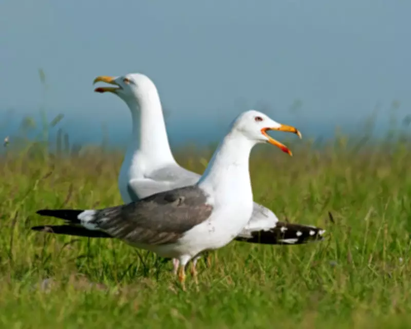 Country Diary: The Mayhem and Mystery of Inland Gulls in Frome, Somerset