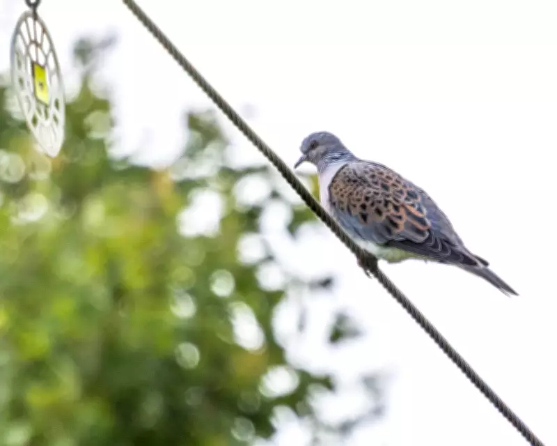 Country Diary: Turtle Dove's Purr Heard at Maxey Cut After Treacherous Flight