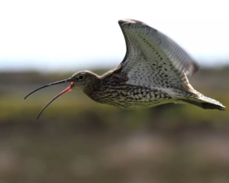 Curlew's Call Echoes at Cors Ddyga: A Precious Sighting on Anglesey