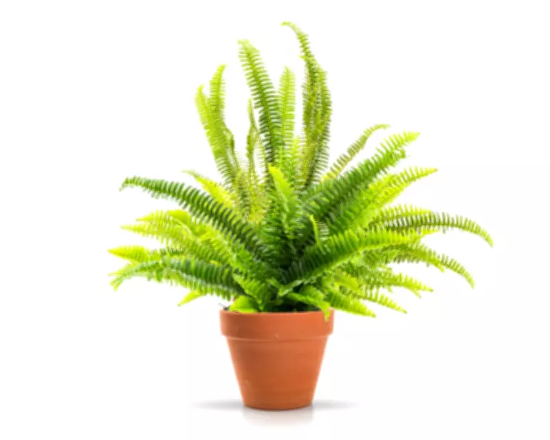 Damp Towel Hack Keeps Houseplants Hydrated for Short Trips