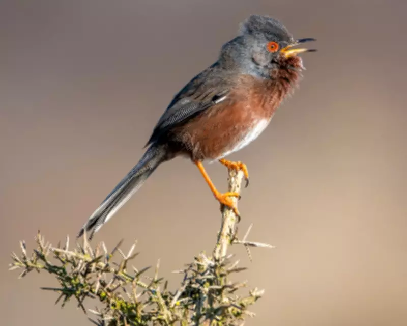 Dartford warbler stages comeback 60 years after near extinction in England