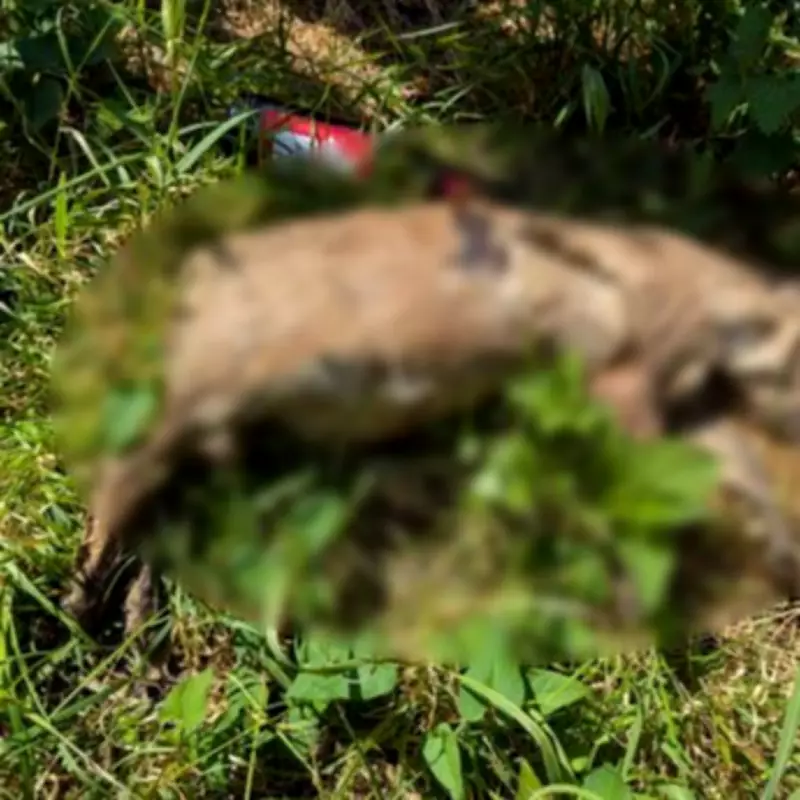 Decomposing Dog Found on Wembley Footpath, RSPCA Investigates