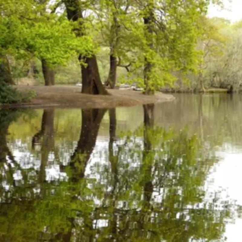 Discover Hollow Pond: East London's Peaceful Picnic Spot with Boating Lake