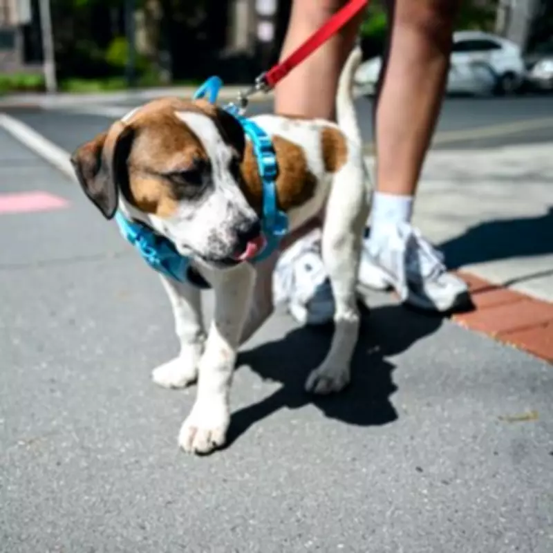 Dog Owners Warned: Use Five-Second Rule During Bank Holiday Heatwave