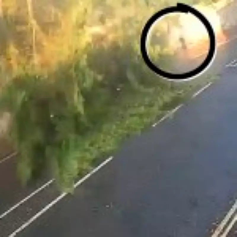 Dog Walker Narrowly Misses Crushed by Falling Tree in Bath