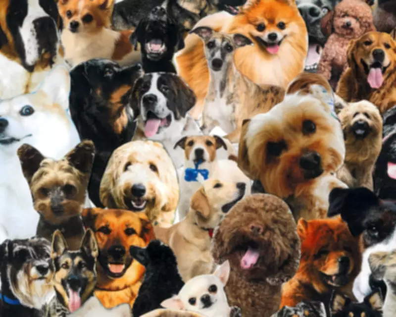 Dogs in Public Spaces: Growing Debate Over Hygiene, Boundaries, and Rights