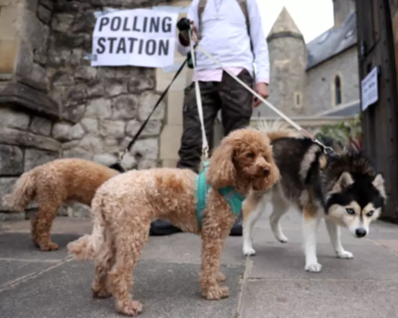 Dogs Steal the Show at UK Polling Stations in 2026 Elections