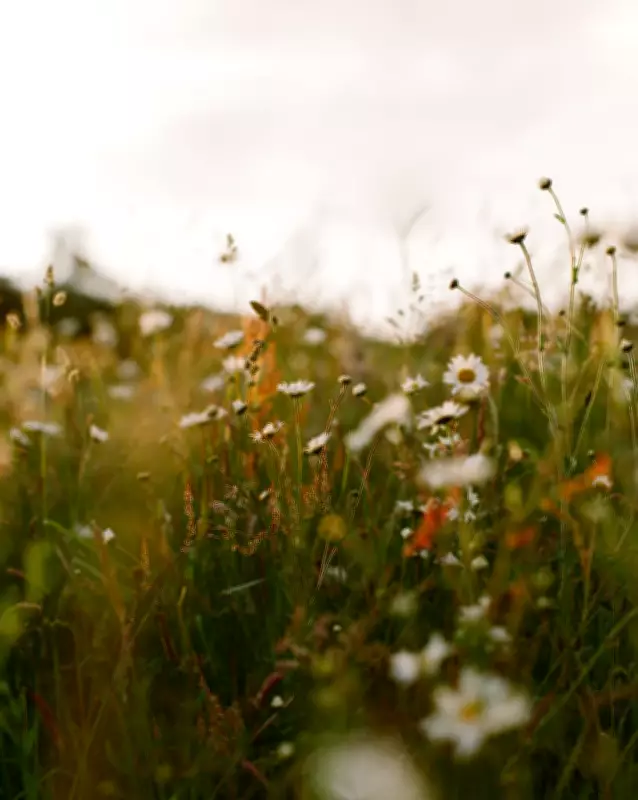 Eden Project Opens Wildflower Photographer of the Year 2026 Entries