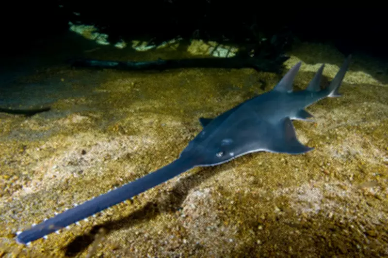 Endangered Sawfish at Risk from WA Water Extraction Plan, Advocates Warn